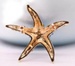 Starfish Brooch